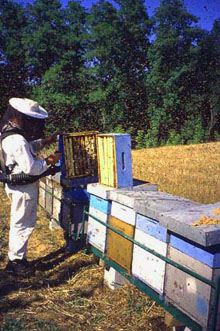 apiari
